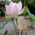 Lotus seeds Water Lily Flower Seeds For Growing